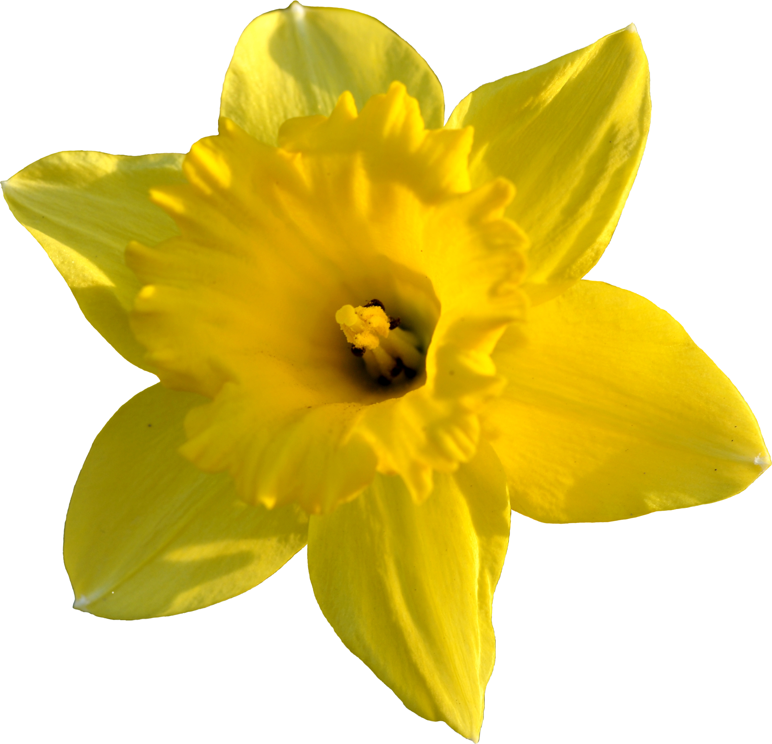 Daffodil Stock