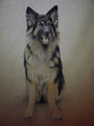 Ria - German Shepherd