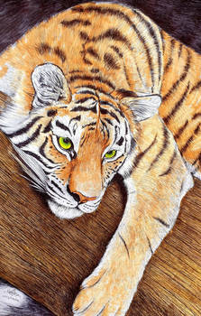 Chilled Tiger