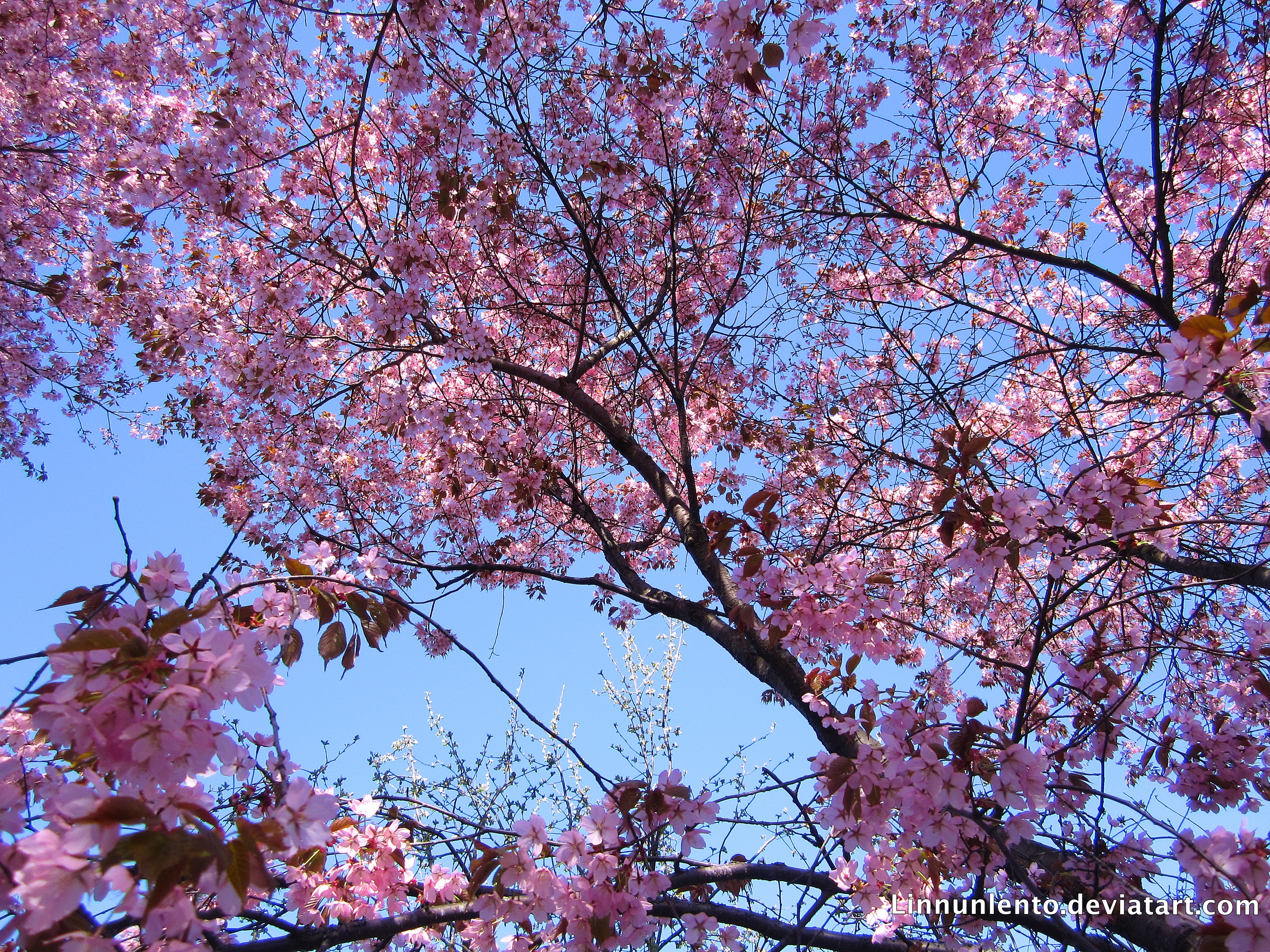 Cherry blossom wallpaper