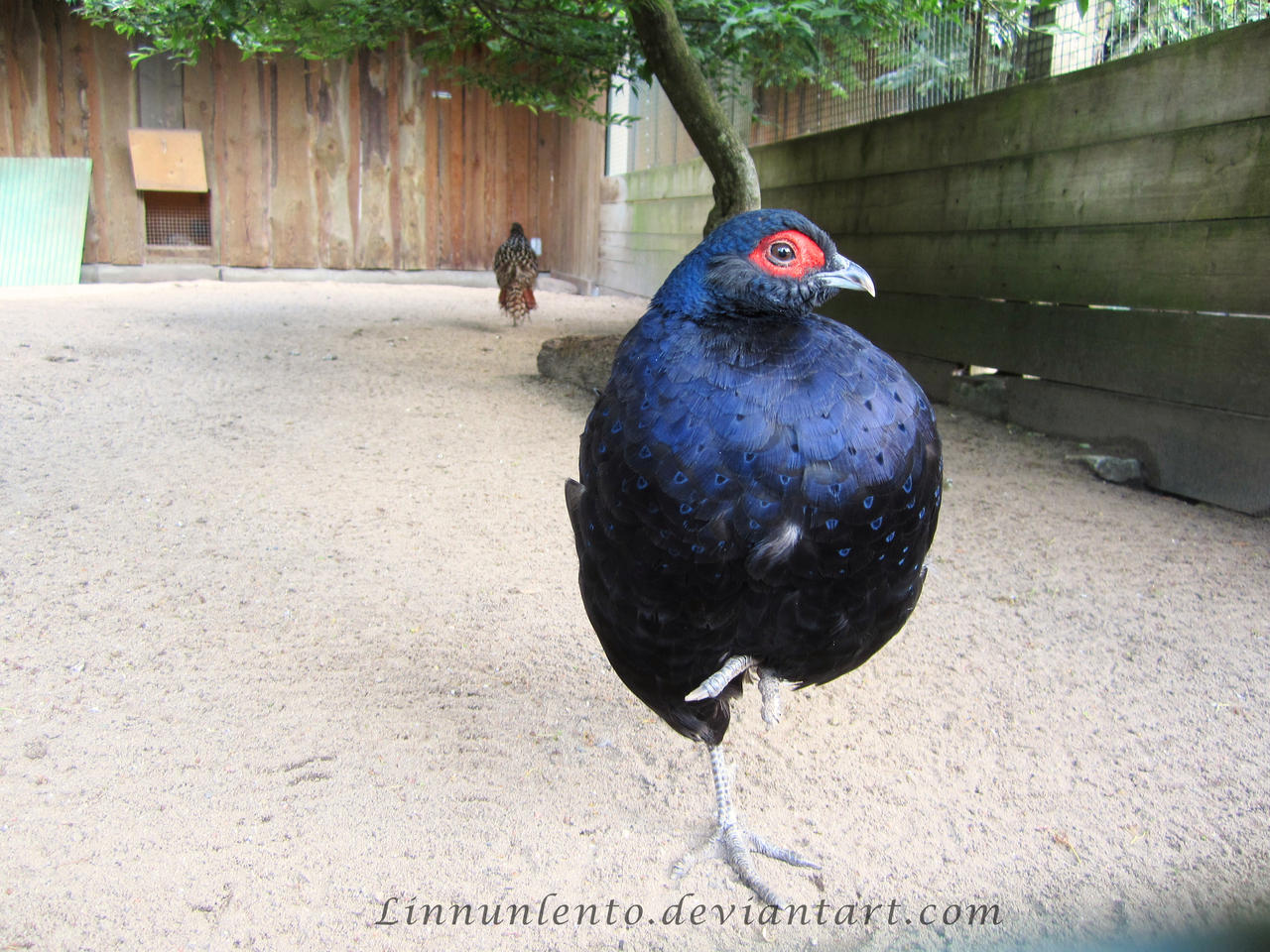 Mikado Pheasant