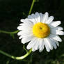 Ox-eye daisy