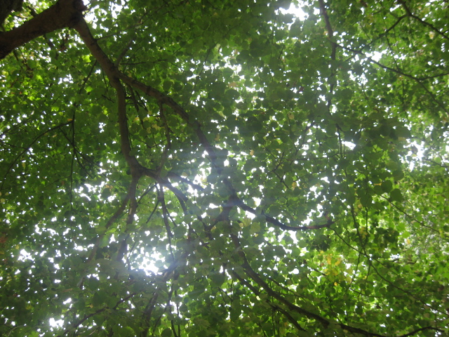 Tree Canopy