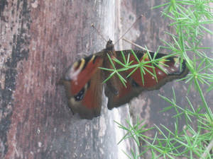 Peacock Butterfly