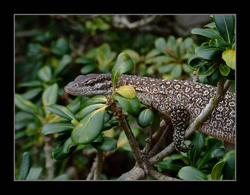 Sliver the Timor Monitor II