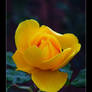 Yellow Rose in the Rain