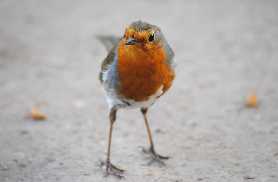 Robin Red Breast