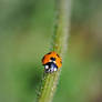 Lovely ladybird