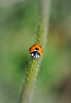 Lovely ladybird by TamarViewStudio