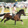 Yealmpton Show 4