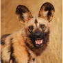 Wild Dog Portrait