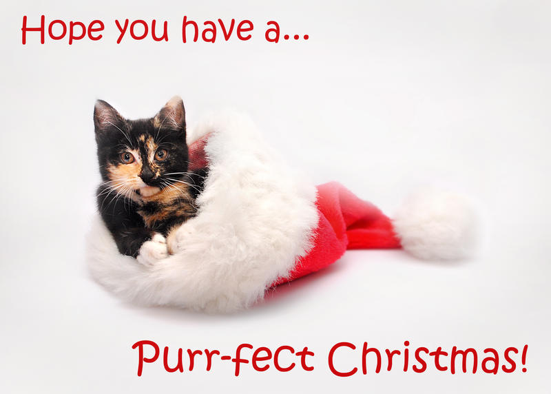 Have a Purr-fect Christmas