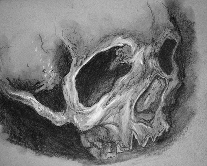 Skull study