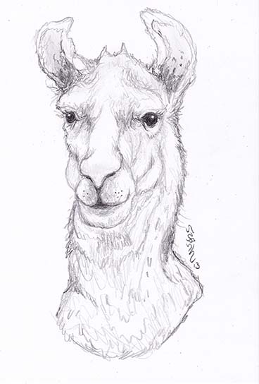 LLama Sketch!!