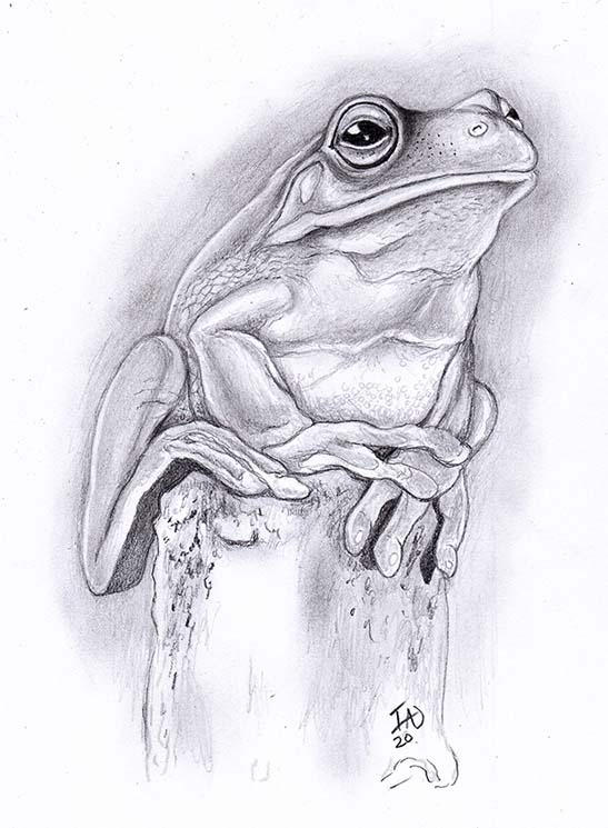 Traditional Frog Drawing Pt.5 by Halasaar01 on DeviantArt