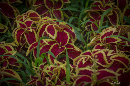 Seoul Zoo: Flowers in front of the Park