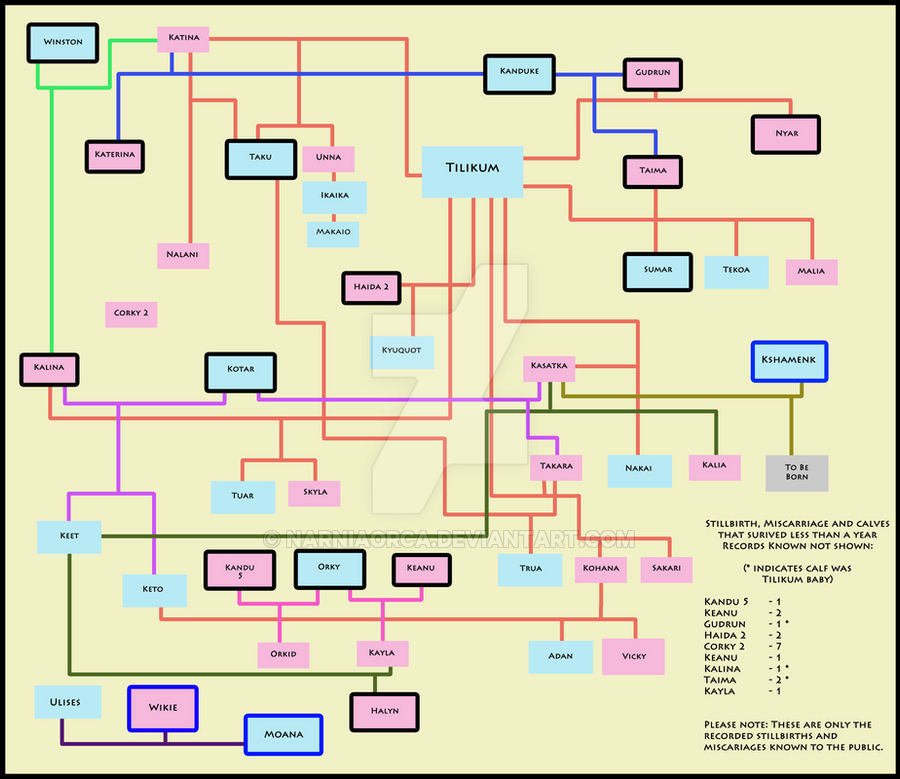 Sea World Orca Family Tree