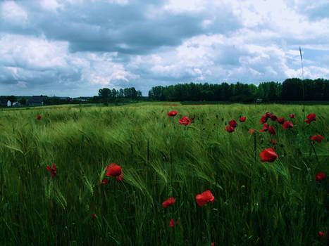 Green field