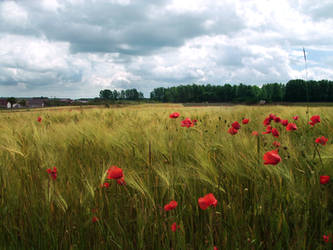 Ach fields by feainne-stock