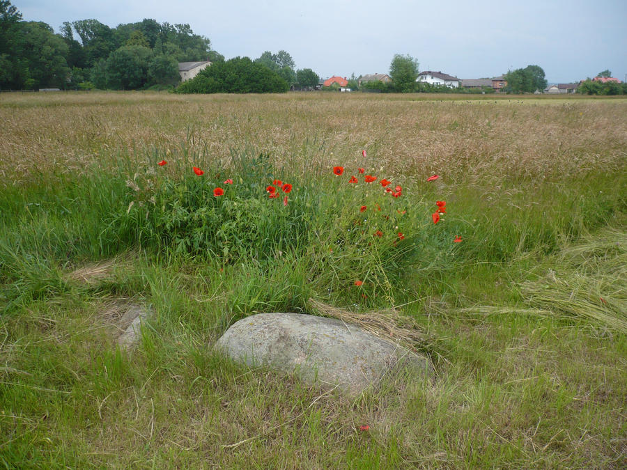 Rock and fields