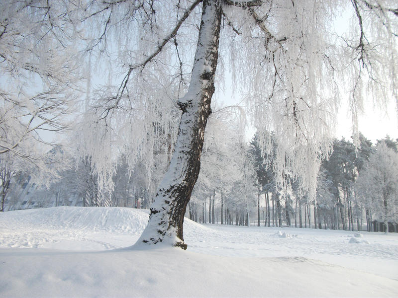 Winter Magical Tree