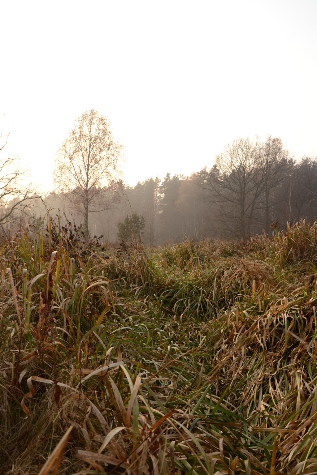 Grass Maze by feainne-stock