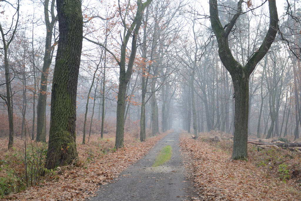Autumnal Path by feainne-stock