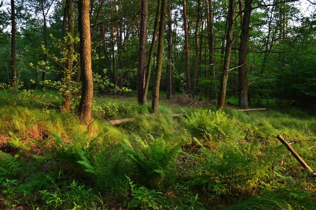 June in the Forest II