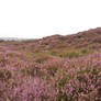 Moorland IV