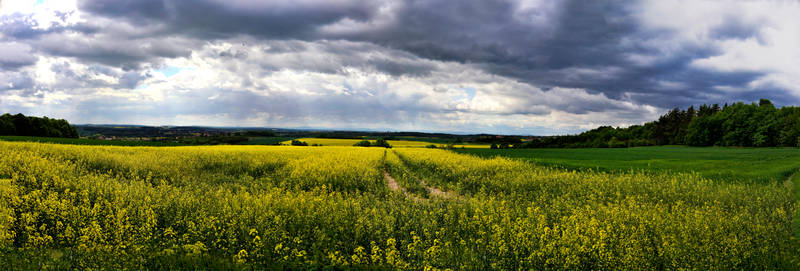 Large panorama of an oilseed rape field