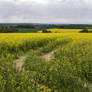 Path to the Village