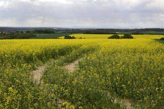 Path to the Village