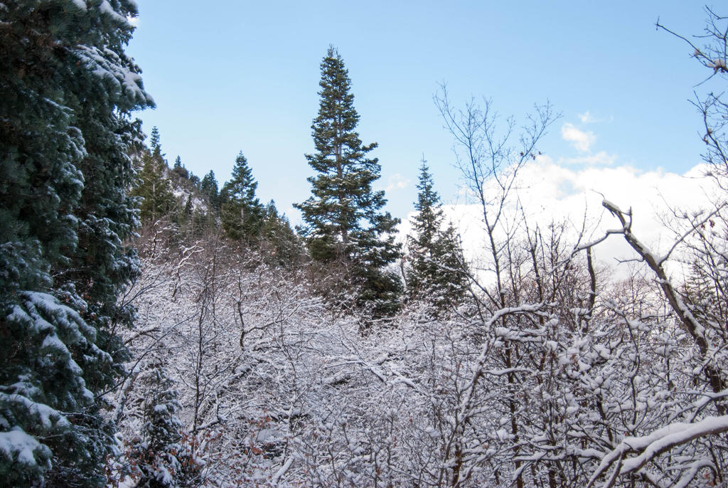 Bells Canyon Trail