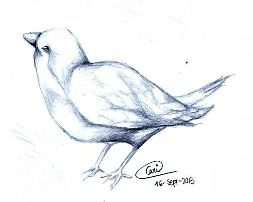 Pajarito (bird)