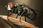 There's a Fly in My Backyard by knold