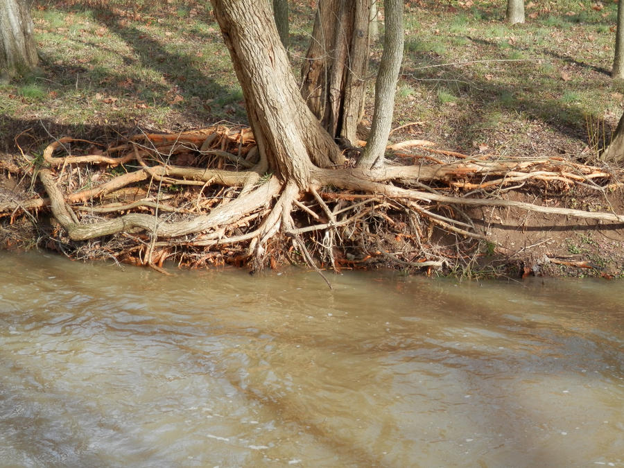 Tree roots getting a drink by Huop on DeviantArt