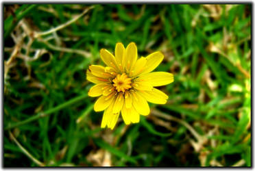 Flower Bokeh