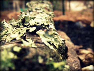 Log Covered With Indigenous Vegetation