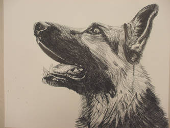 German Shepherd Pen and ink