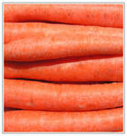 Carrot - Karotte by at-Kapo