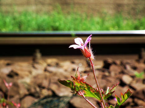 Railway Flower