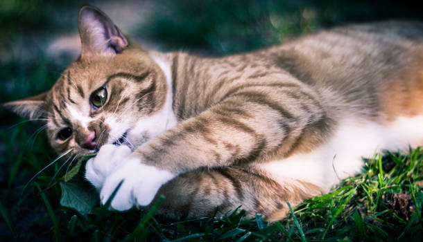 Cat With Leaf