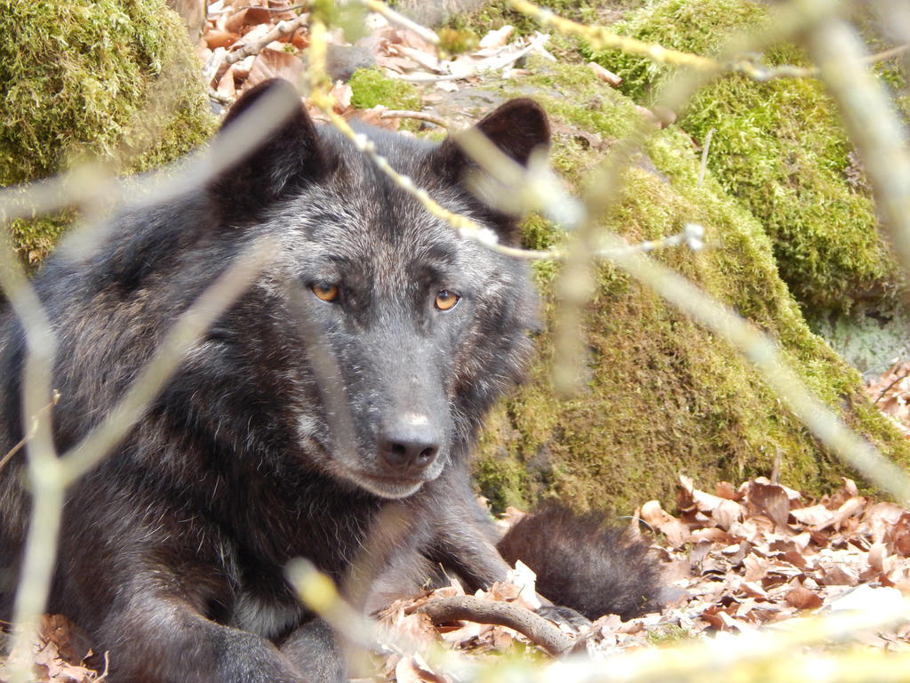 Timberwolf by Jezzemotion on DeviantArt