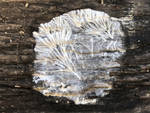 Fungus on wood by Chotacabras