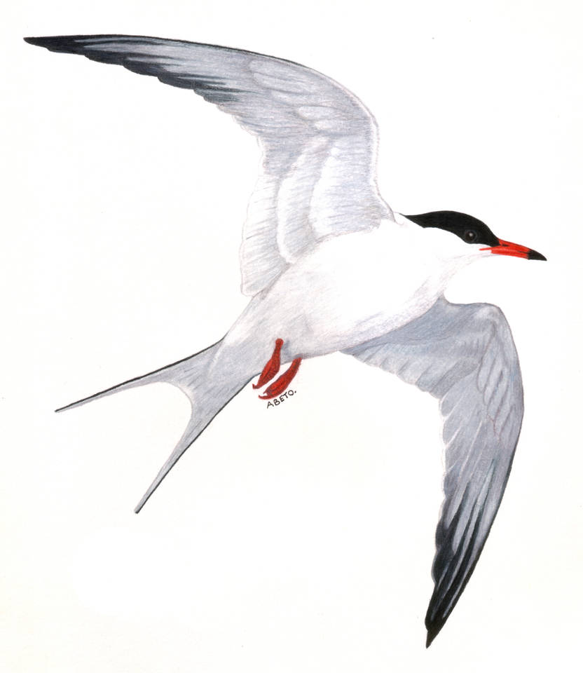 Sterna hirundo