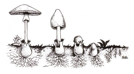 Amanita