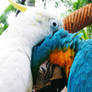 parrot kiss