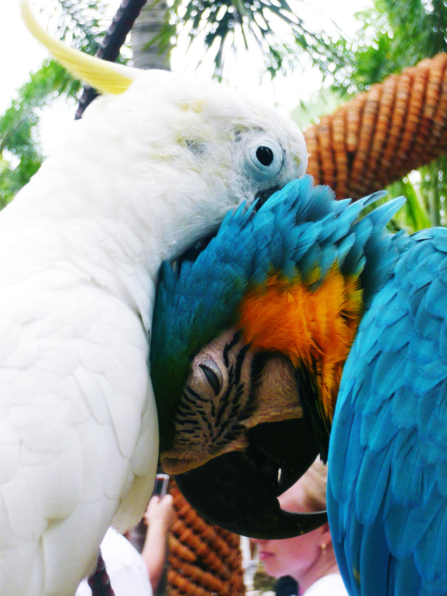 parrot kiss