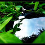 reflections and plants