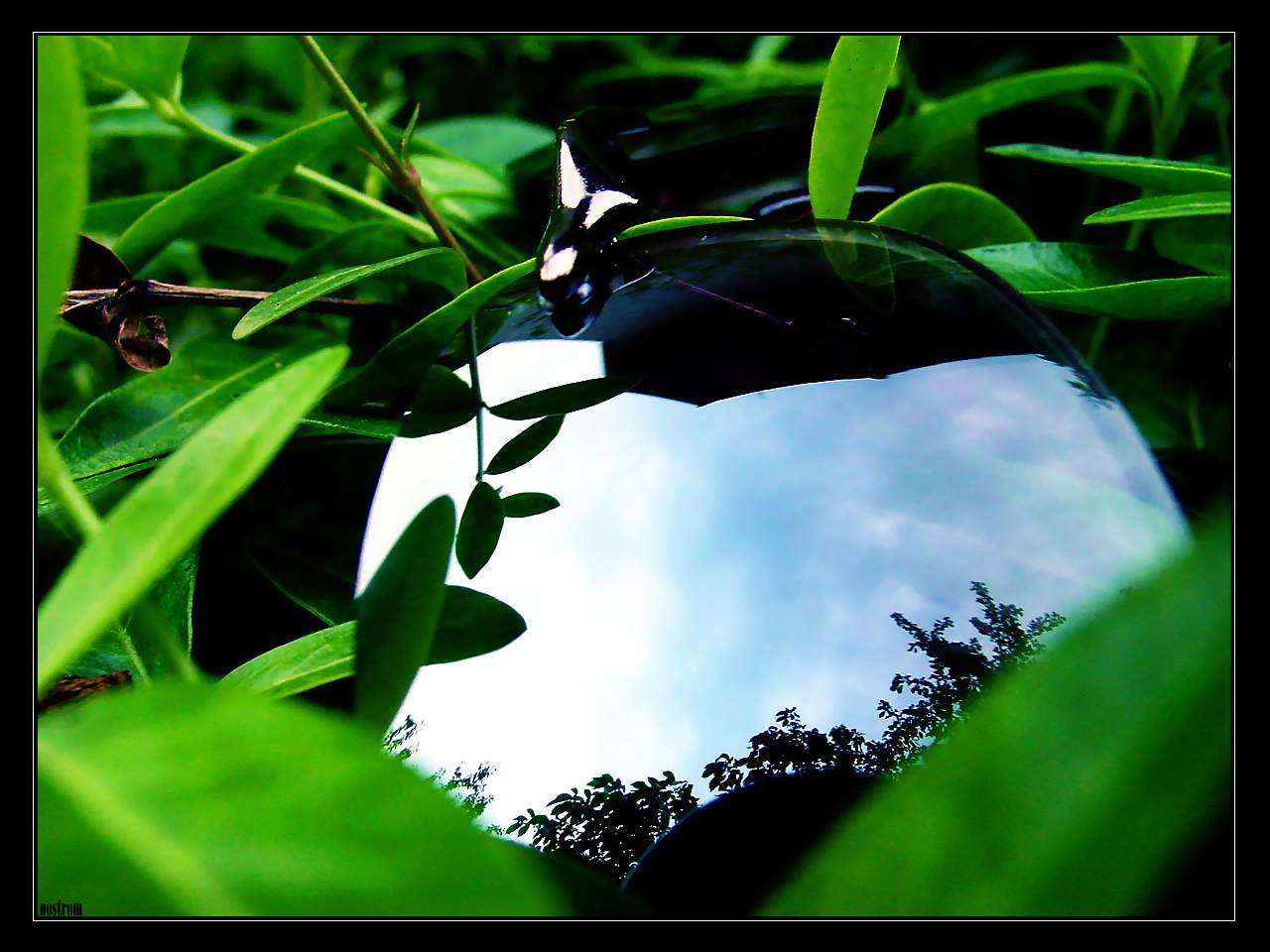 reflections and plants